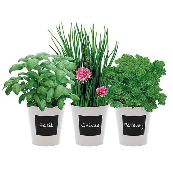 Three potted herbs labelled as basil, chives, and parsley, growing indoors.