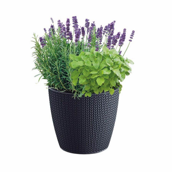 A plastic planter with a green and purple label, containing Spearmint, English Lavender, and Rosemary seeds.