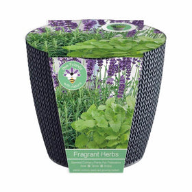 A plastic planter with a green and purple label, containing Spearmint, English Lavender, and Rosemary seeds, labelled as 'fragrant herbs'.