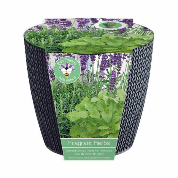 A plastic planter with a green and purple label, containing Spearmint, English Lavender, and Rosemary seeds, labelled as 'fragrant herbs'.