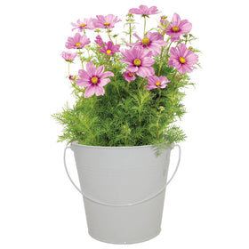 Potted plant with pink flowers in a white bucket on a white background