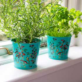 Two potted plants in decorative blue pots on a windowsill.