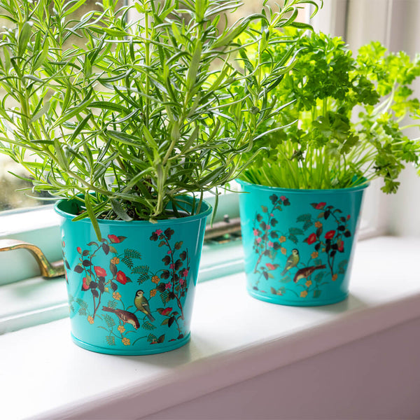 Two potted plants in decorative blue pots on a windowsill.