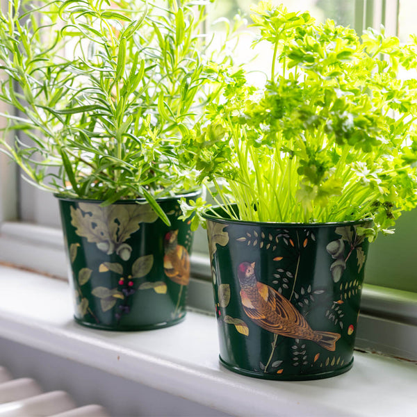 Two potted plants in decorative green pots on a windowsill.