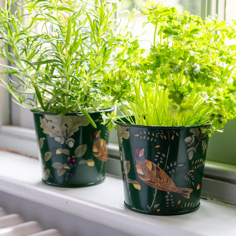 Home & garden