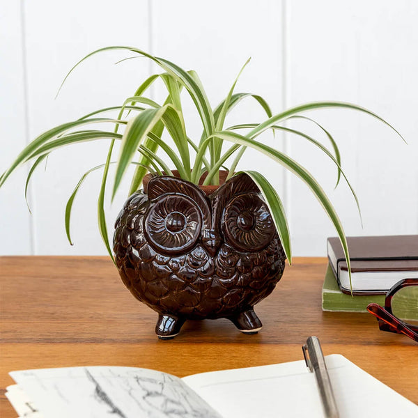 Brown owl-shaped planter with a plant on a wooden surface