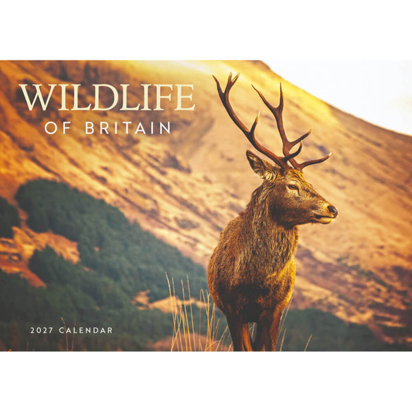 A 2027 wall calendar cover titled 'WILDLIFE OF BRITAIN' featuring a large stag with antlers standing in a golden mountain landscape.